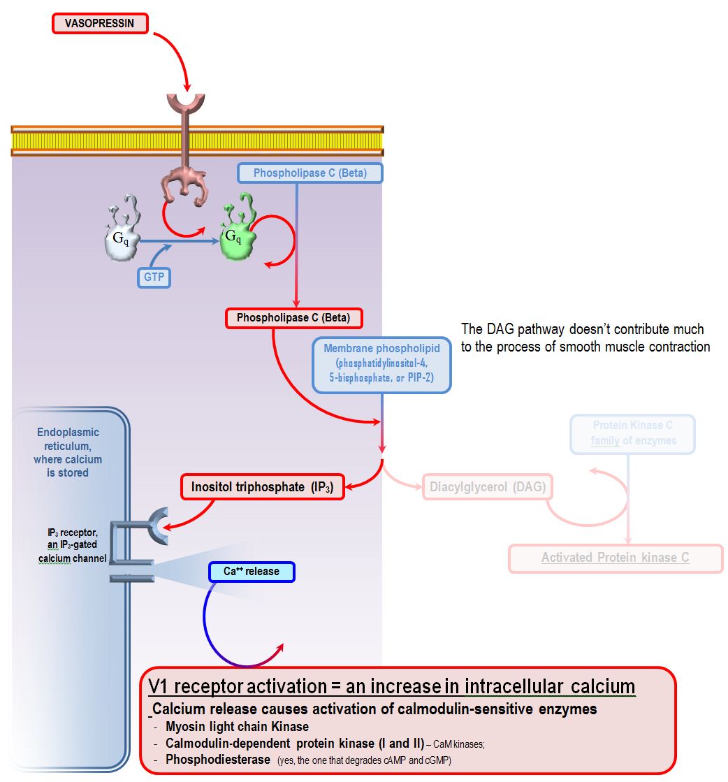 Vasopressin Deranged Physiology